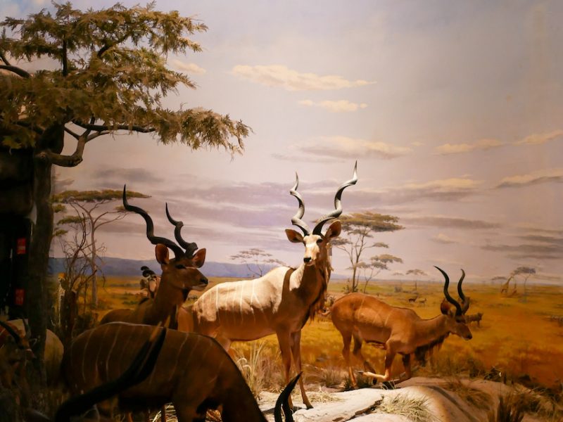 Shanghai Natural History Museum – Shanghai