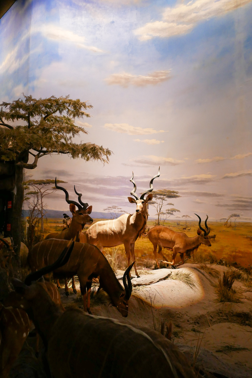 Shanghai Natural History Museum – Shanghai